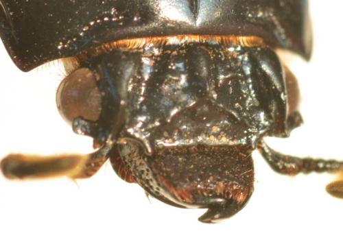 Pertinax sp.